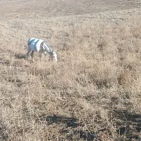 یک خر اهل گوسفند