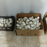 تخم غاز و اردک خارجی نطفه دار