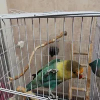 طوطی برزیلی