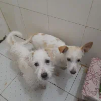 پاپی خوش رنگ و نژاد دار|سگ|ساوه, |دیوار