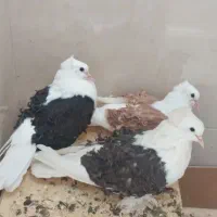 چهار عدد کبوتر جکسون|پرنده|مشهد, شهید احمدی روشن|دیوار