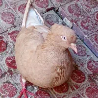 کبوتر|پرنده|اهواز, کمپلو شمالی|دیوار