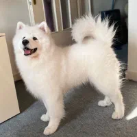 واگذاری سگ سامویید نر