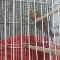 گرینچیک دبل رد