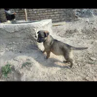 ۴توله سگ ژرمن شپرد به فروش میرسد|سگ|تربت‌حیدریه, میدان مرکزی|دیوار