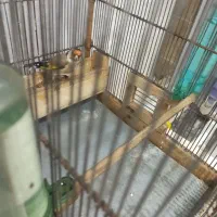 فروش‌سهره‌متولد‌قفس‌|پرنده|محلات, |دیوار