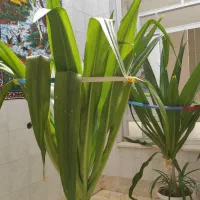 فروش دوعدد سوسن ۱۰ ساله