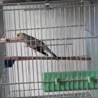 سهره قناری اوستا لربخون ۷ دهن پاک مهر مهر