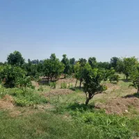 ۱۶۸۰متر باغ جاده نظامی جنید|فروش زمین و ملک کلنگی|قائم‌شهر, |دیوار