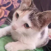 واگذاری گربه ملوس