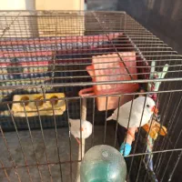 فنج سالم|پرنده|تبریز, |دیوار