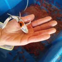 ماهی قرمز|ماهی|همدان, |دیوار