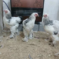 فروش خروس برهما لایت در بندرانزلی|حیوانات مزرعه|رشت, استادسرا|دیوار