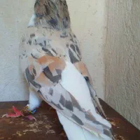 کبوترخوشرنگ سرور۷پرگل ۷رنگ نرهویی بی عیب|پرنده|شیراز, سعدیه شمالی|دیوار