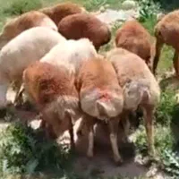 بره نر چینی سبک