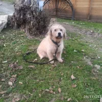 سگ شیتزو|سگ|ماسال, |دیوار