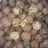 گردو|خوردنی و آشامیدنی|قوچان, |دیوار