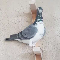 بزک سینه سفید