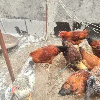 عروسک مرغ و خروس