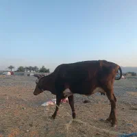 گاو|حیوانات مزرعه|کهنوج, |دیوار