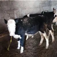 فروش گوساله سمینتال|حیوانات مزرعه|بستان آباد, |دیوار