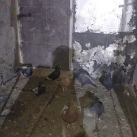 فروش تعداد کفتر بهبهانی|پرنده|مرودشت, ابوذر شمالی|دیوار