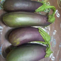 بادمجون شیرین ابرکوه
