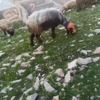 دو عدد میش جوان حامله چاق