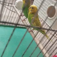 یک جفت مرغ عشق