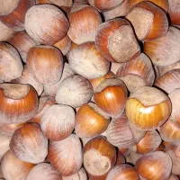 فندق درجه یک پر مغز