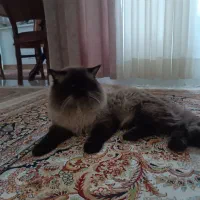 گربه نر نژادی هیمالیان دو ساله