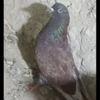 کفتر بدرد بخور پر بالا