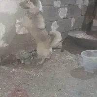 سگ‌پا کوتاه