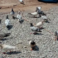 تعدادی جوجه شاه کفتر