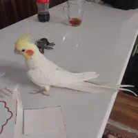 پرنده عروس هلندی نر