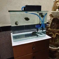 اکواریوم شرکتی شیشه خم