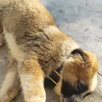 شاه توله سرای|سگ|کرج, خرمدشت|دیوار