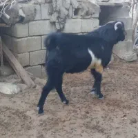 جذب سرمایه جهت اشتغال زایی بصورت مشارکتی