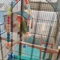 پرندە|پرنده|قروه, |دیوار