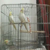 عروس هلندی نر و ماده با قفس