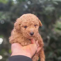 پودل نروماده