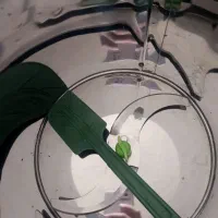 سبزی خرد کن