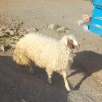 یک راس بره سنجابی سفید یه دست