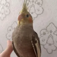 پرنده‌ی گمشده