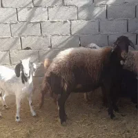 فروش  میش افشاری