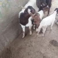 دو راس بز زاییده