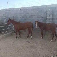 اسب ترکی به همراه کره