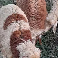 فروشی کوسفند|حیوانات مزرعه|اهواز, الهائی|دیوار
