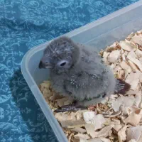 گرینچیک سرلاکی|پرنده|تبریز, |دیوار