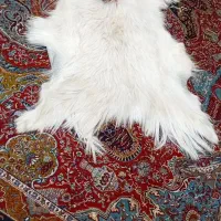 پوست بز تباخی شده